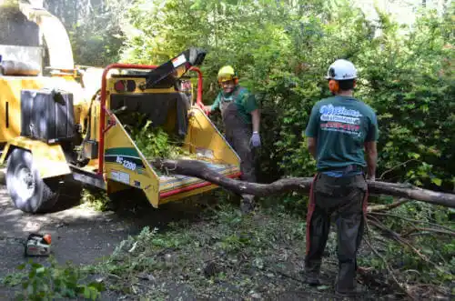 tree services Brook Highland